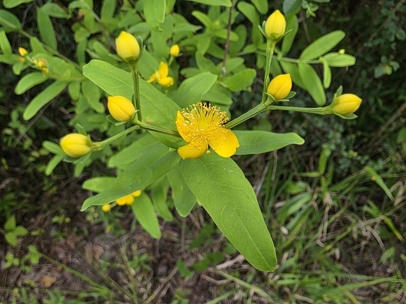 Hypericum apocynifolium photo 2
