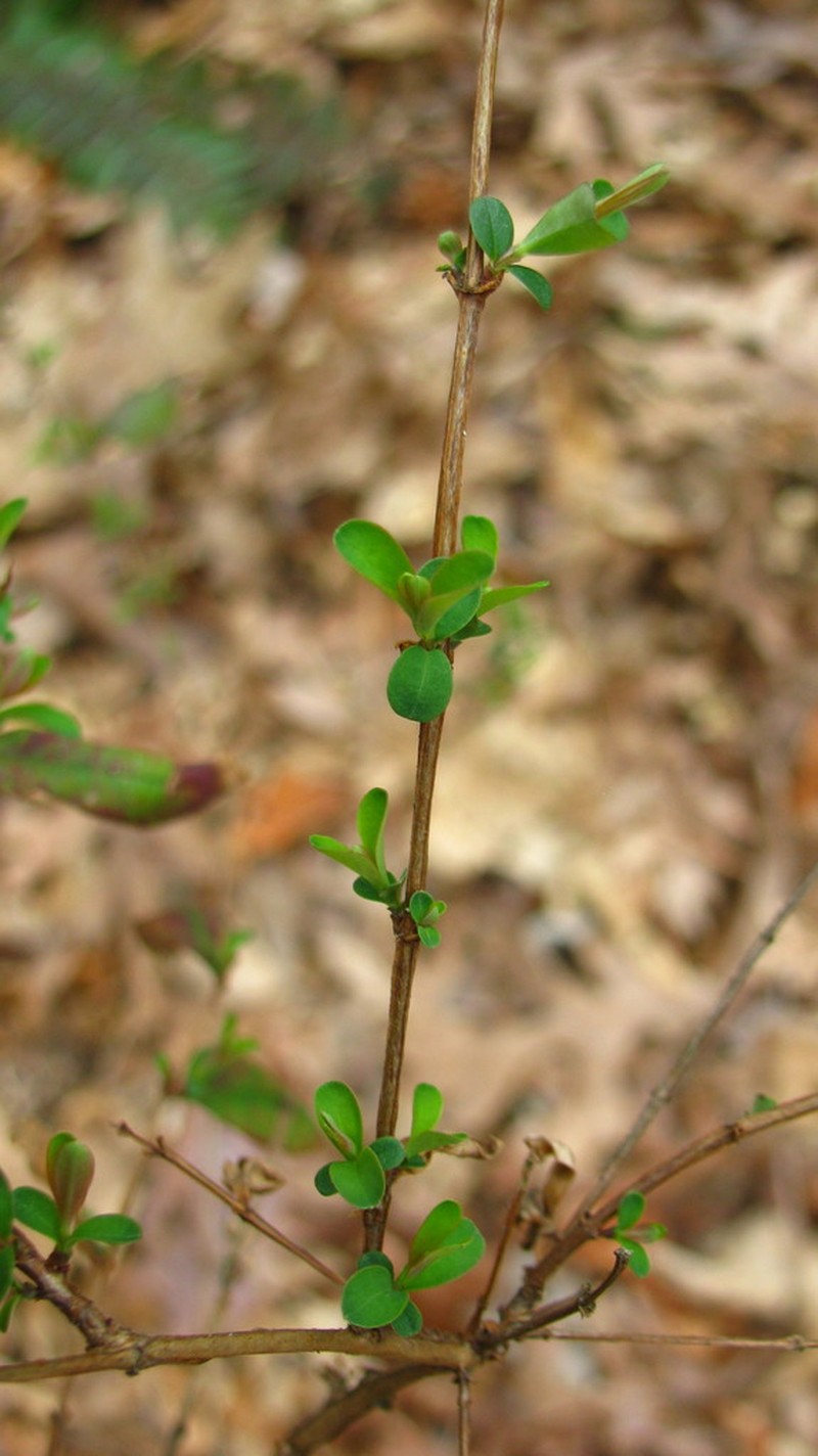 Hypericum apocynifolium photo 3