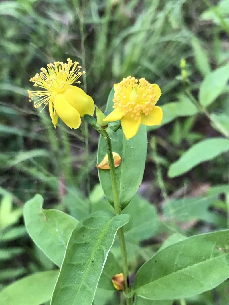 Hypericum apocynifolium photo 4