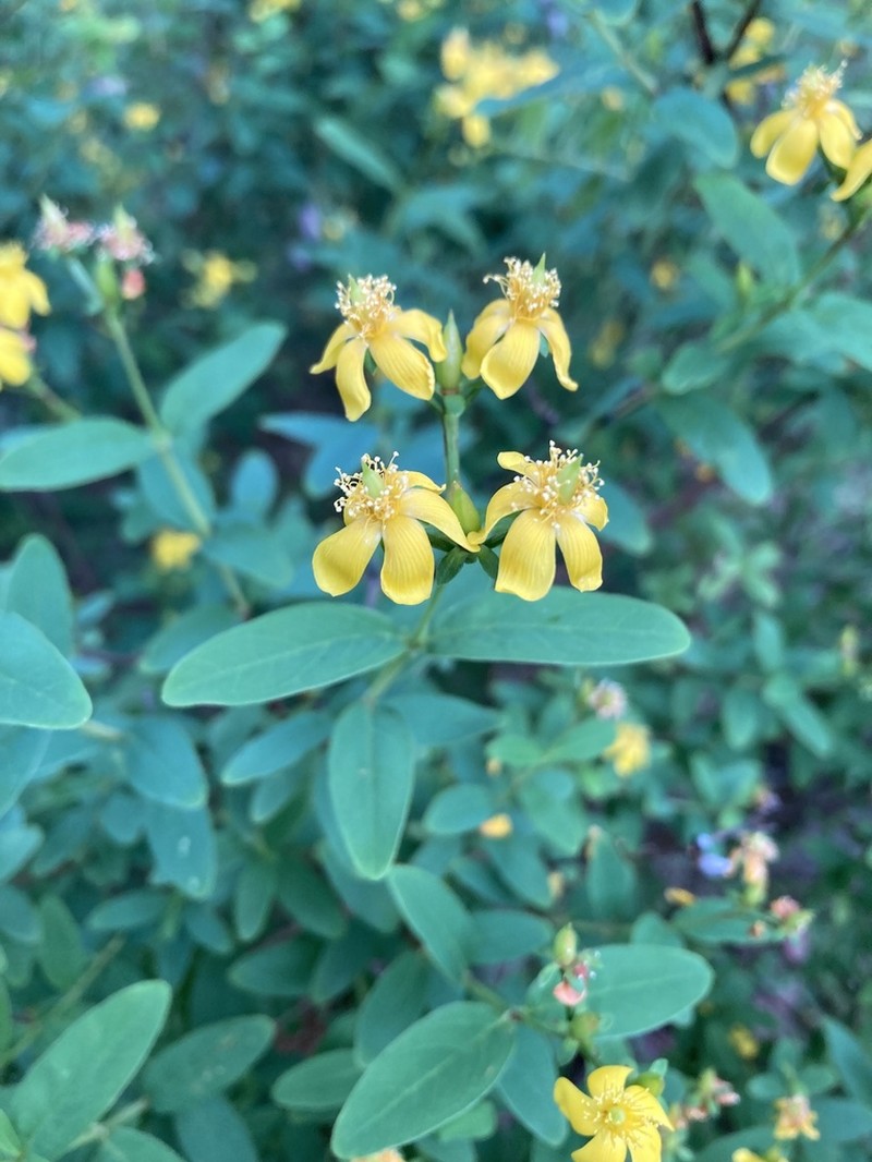 Hypericum apocynifolium photo 5