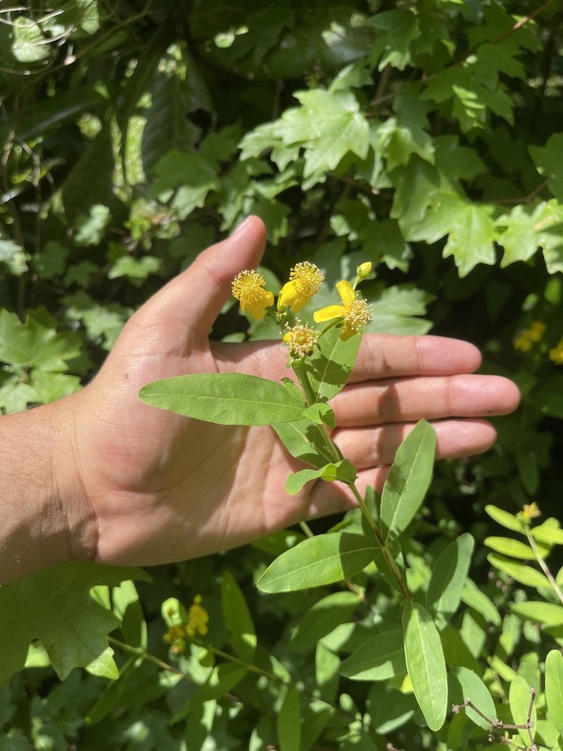 Hypericum apocynifolium photo 6