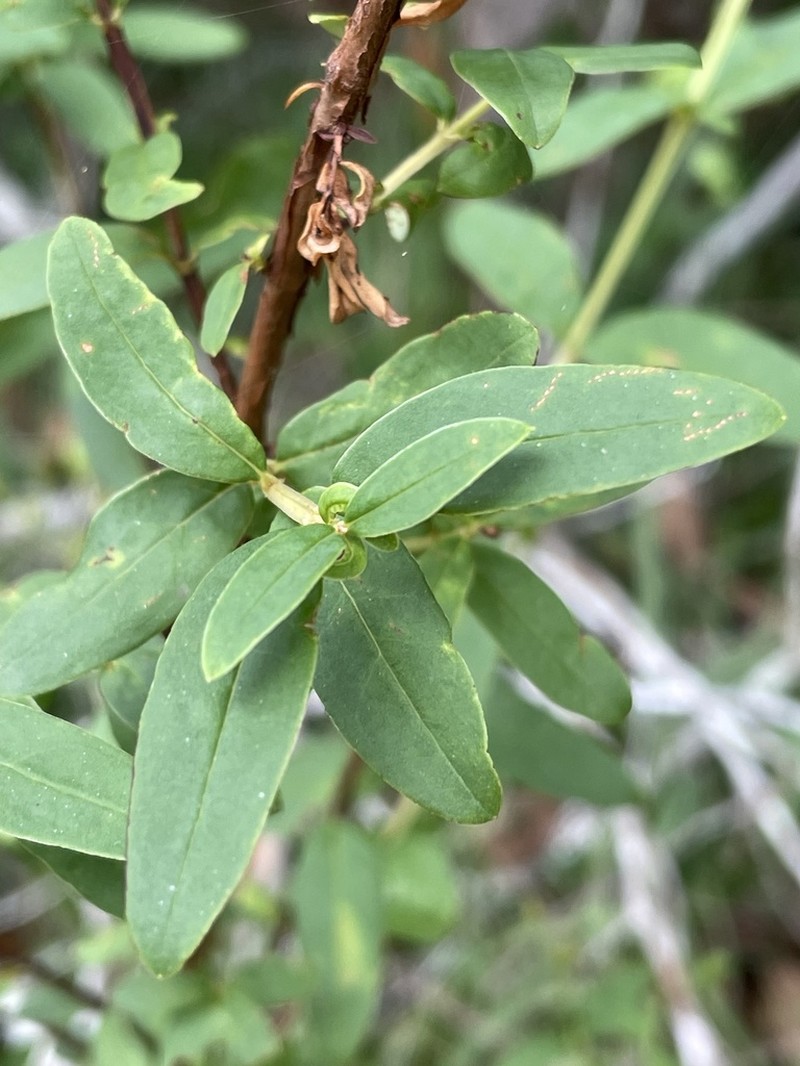 Hypericum apocynifolium photo 7