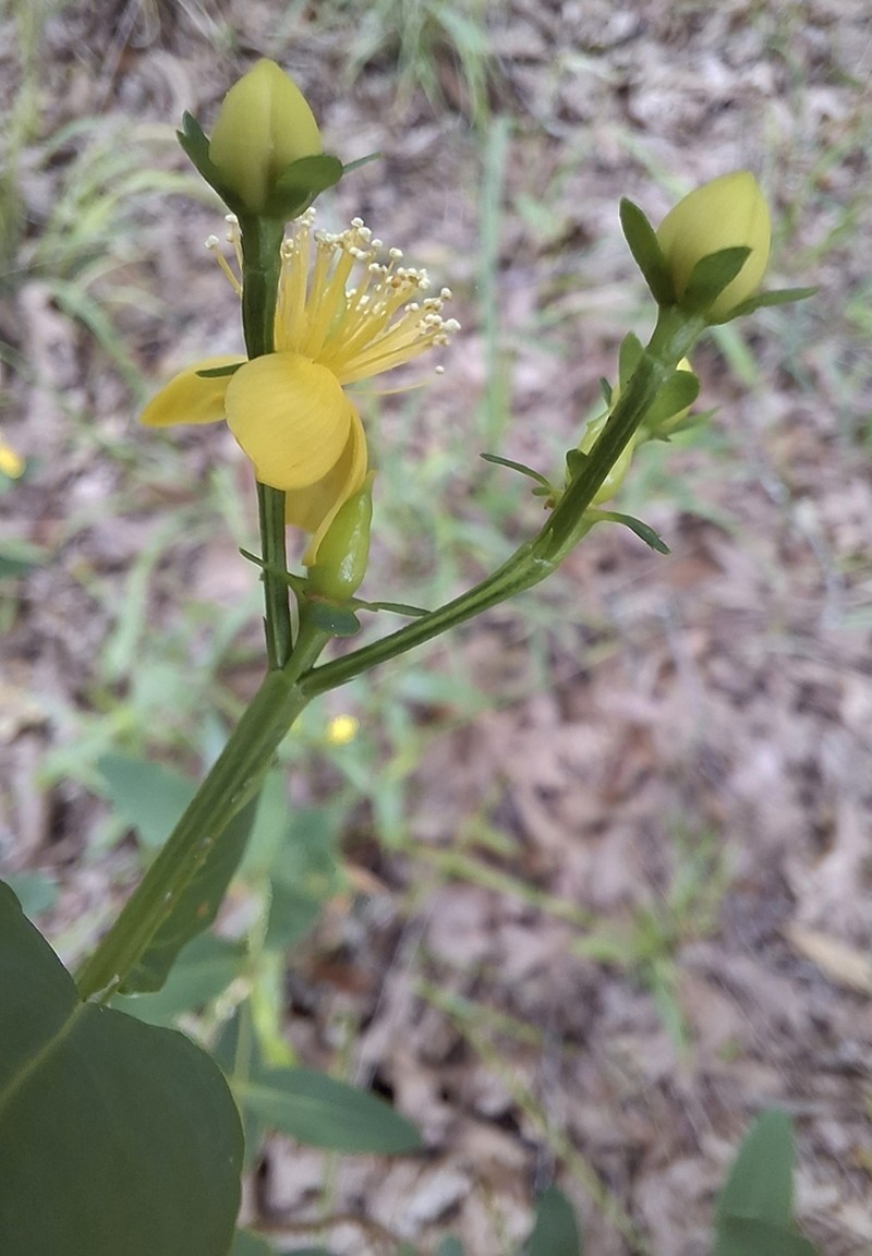 Hypericum apocynifolium photo 8