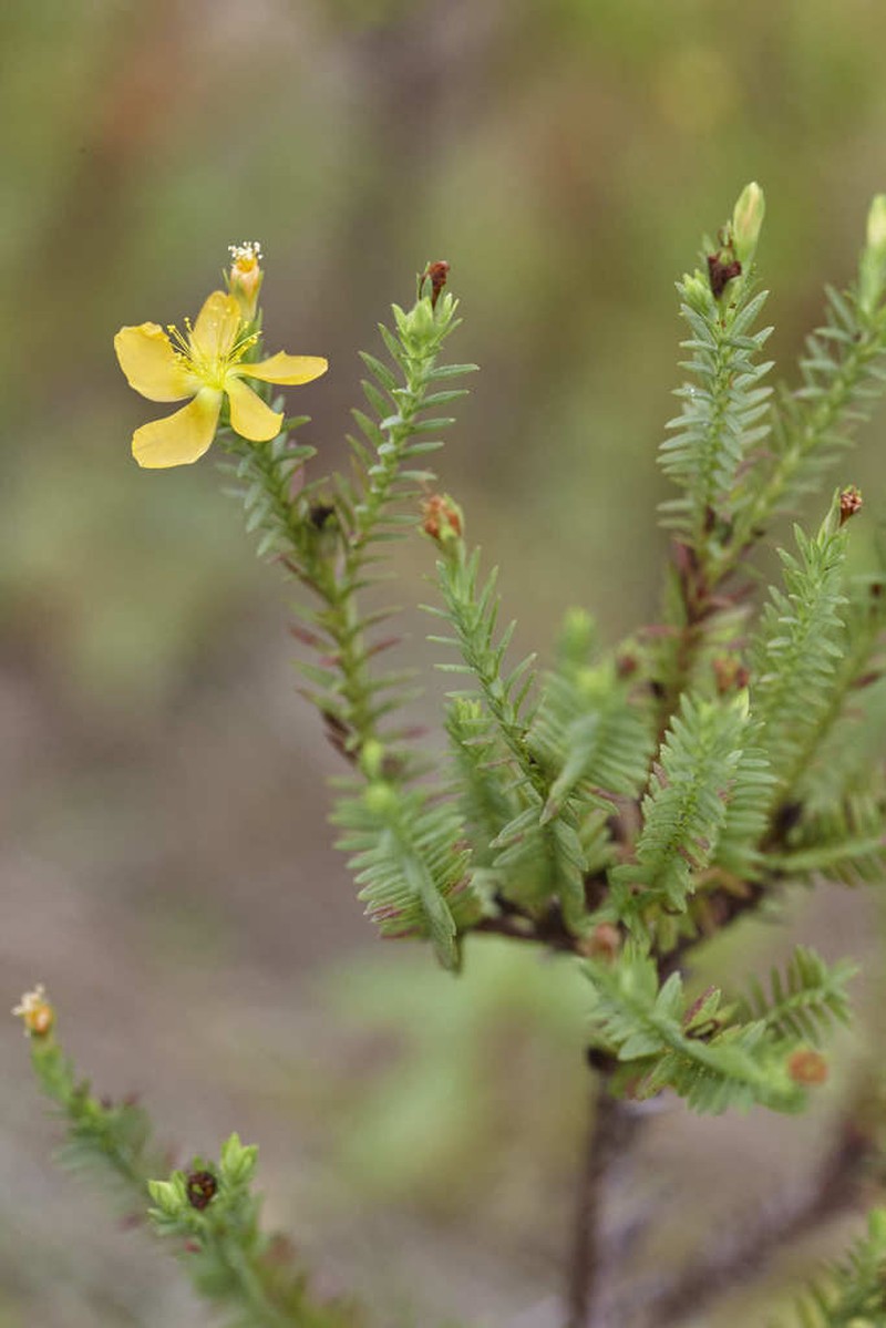 Hypericum arbuscula