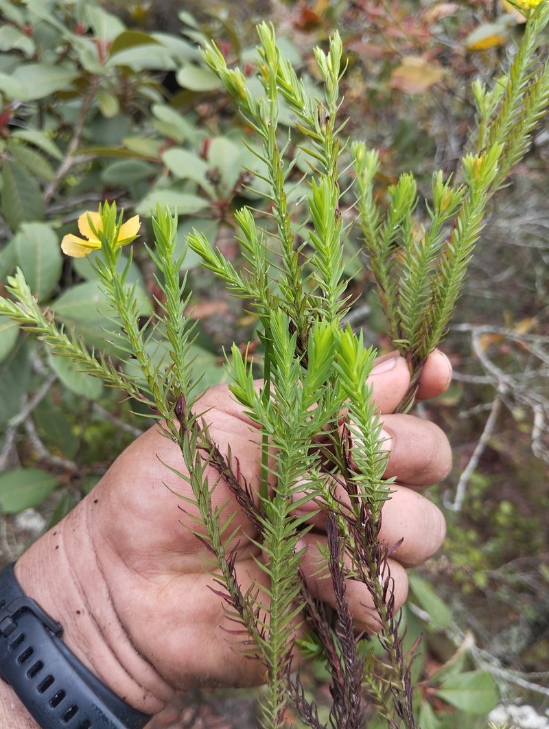 Hypericum arbuscula photo 3