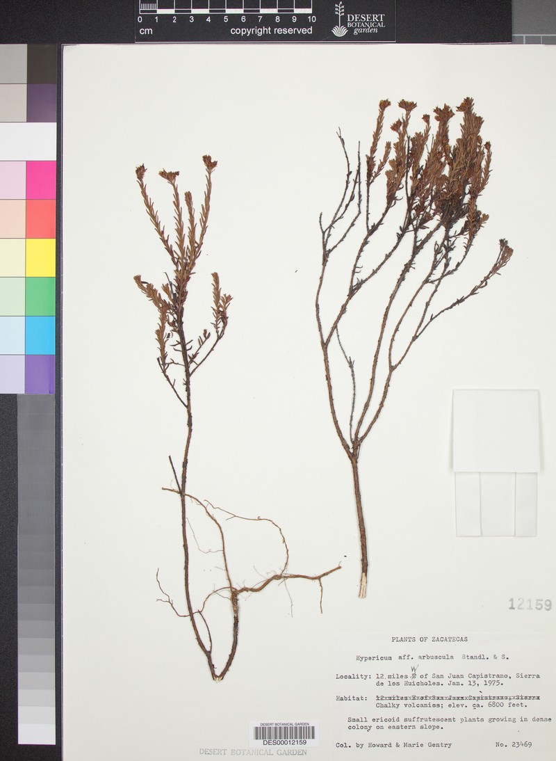 Hypericum arbuscula photo 5