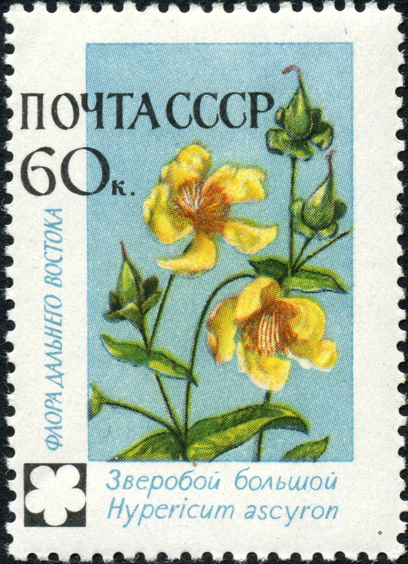 Great St. Johnswort photo 4