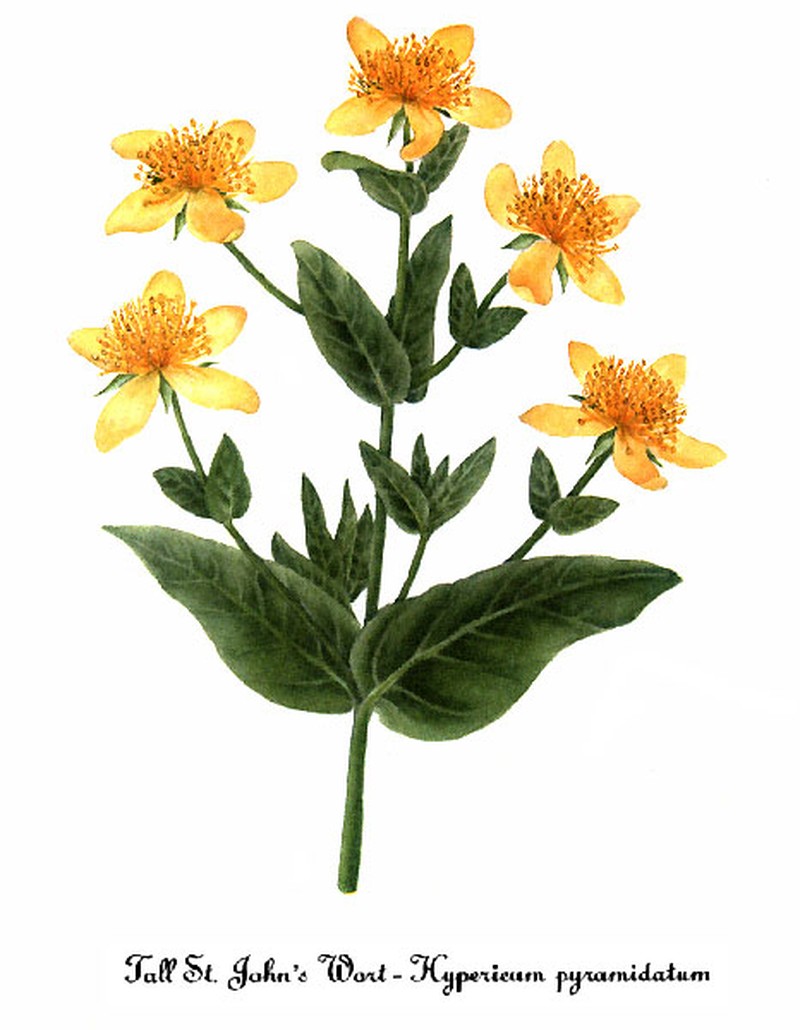 Great St. Johnswort photo 2