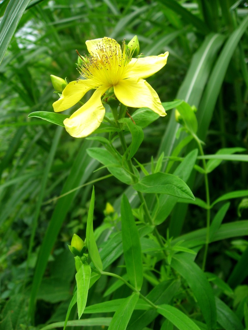Great St. Johnswort