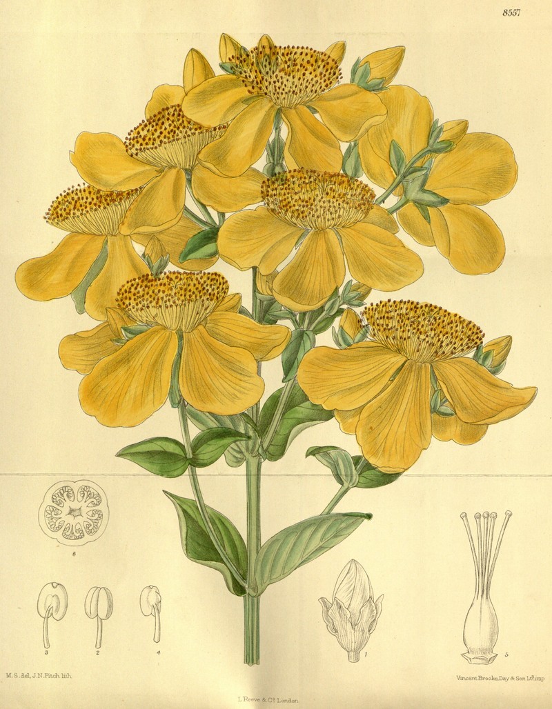 Great St. Johnswort photo 3
