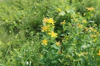 Great St. Johnswort