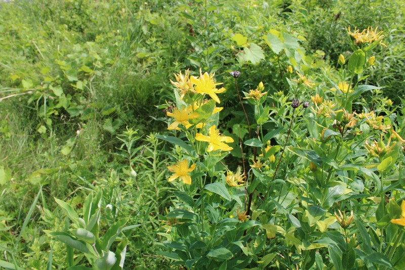 Great St. Johnswort