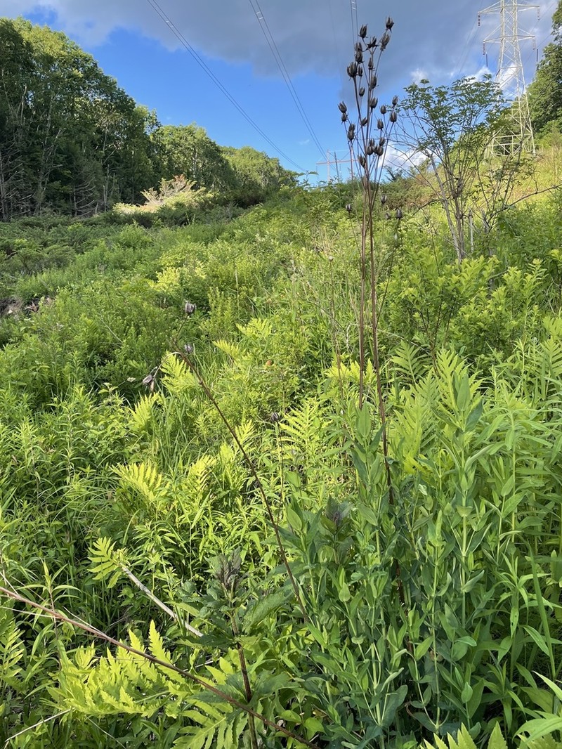 Great St. Johnswort photo 2