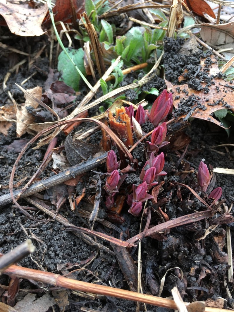 Great St. Johnswort photo 3