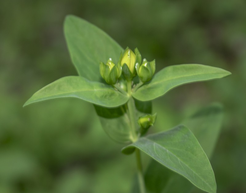 Great St. Johnswort photo 4