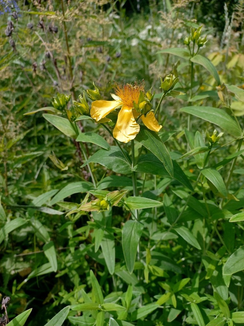 Great St. Johnswort photo 5