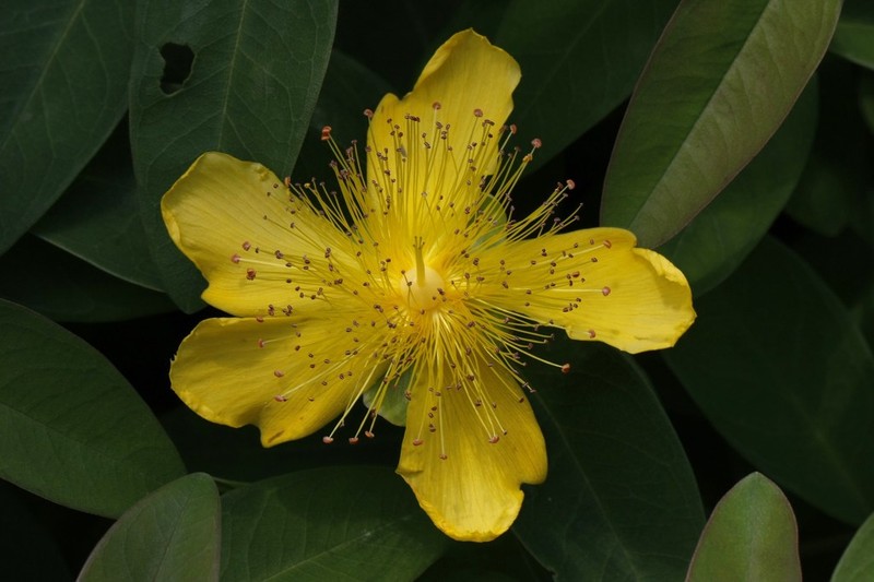 Great St. Johnswort photo 6