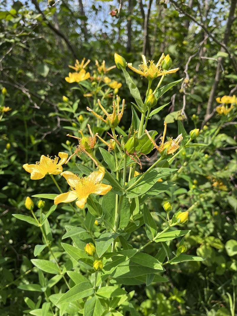 Great St. Johnswort photo 7