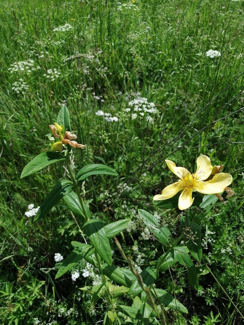 Great St. Johnswort photo 8
