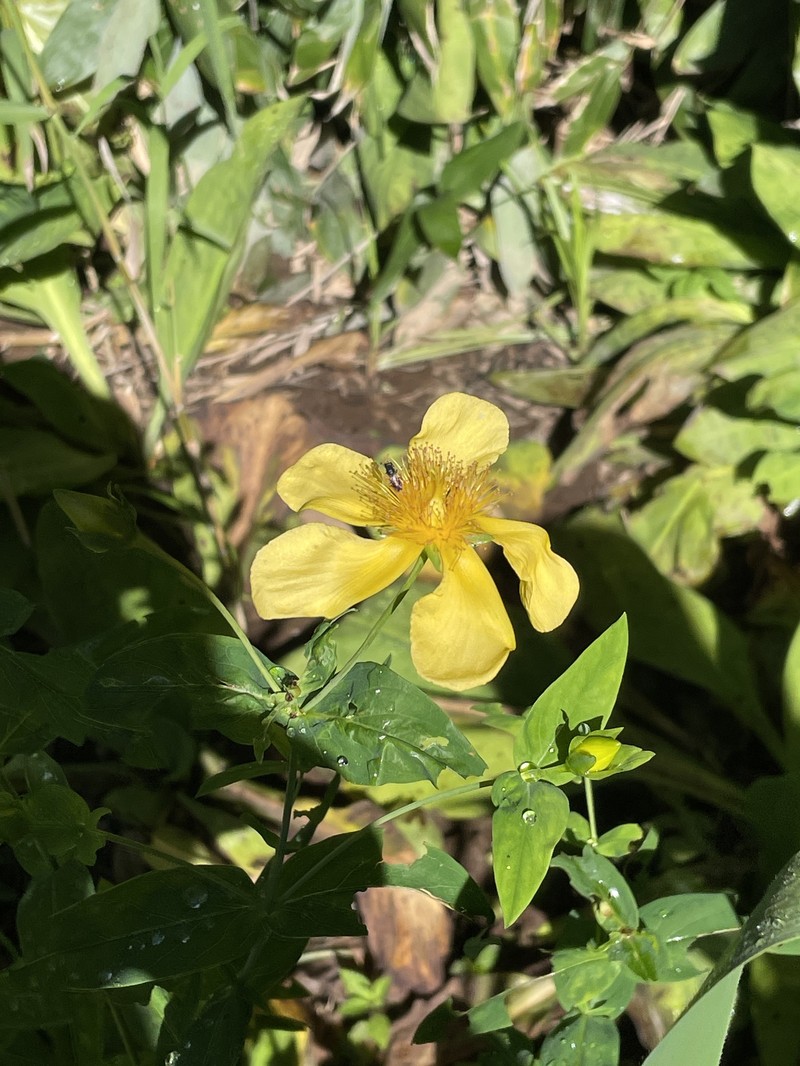 Hypericum ascyron subsp. ascyron