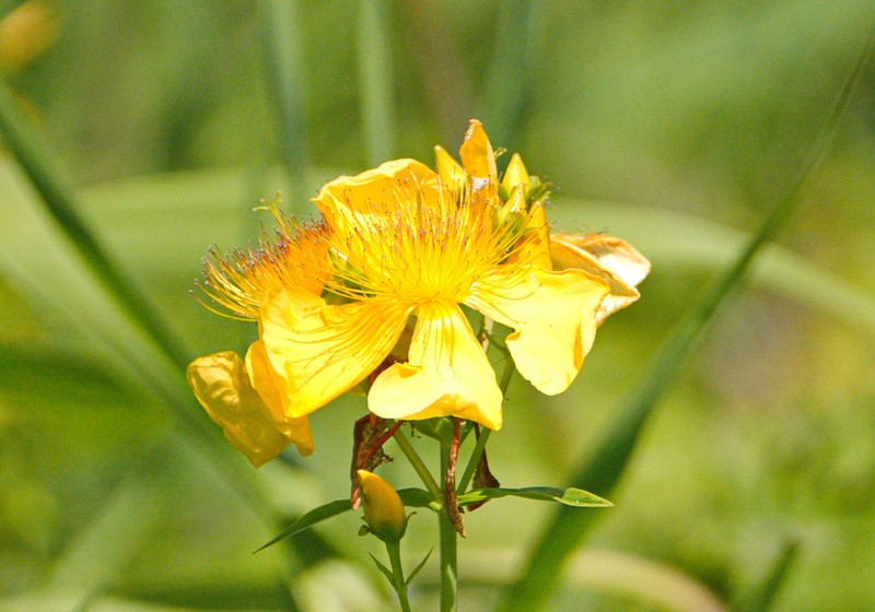 Hypericum ascyron subsp. ascyron photo 2