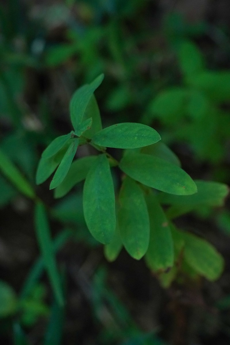 Hypericum ascyron subsp. ascyron photo 3