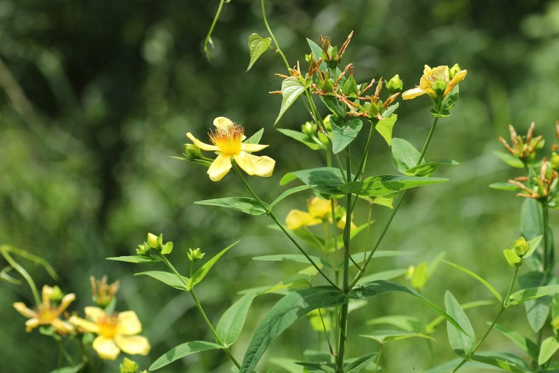 Hypericum ascyron subsp. ascyron photo 4