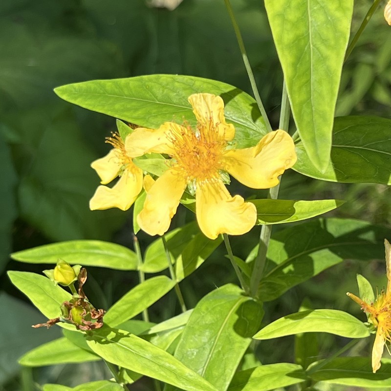 Hypericum ascyron subsp. ascyron photo 5
