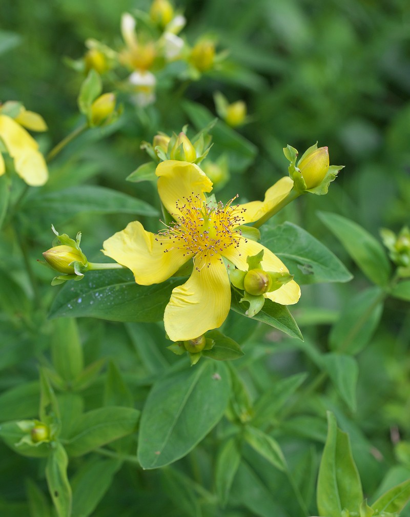 Hypericum ascyron subsp. ascyron photo 6