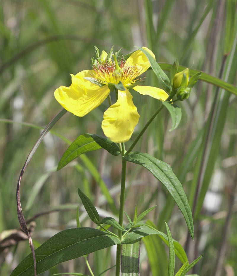 Hypericum ascyron subsp. ascyron photo 7