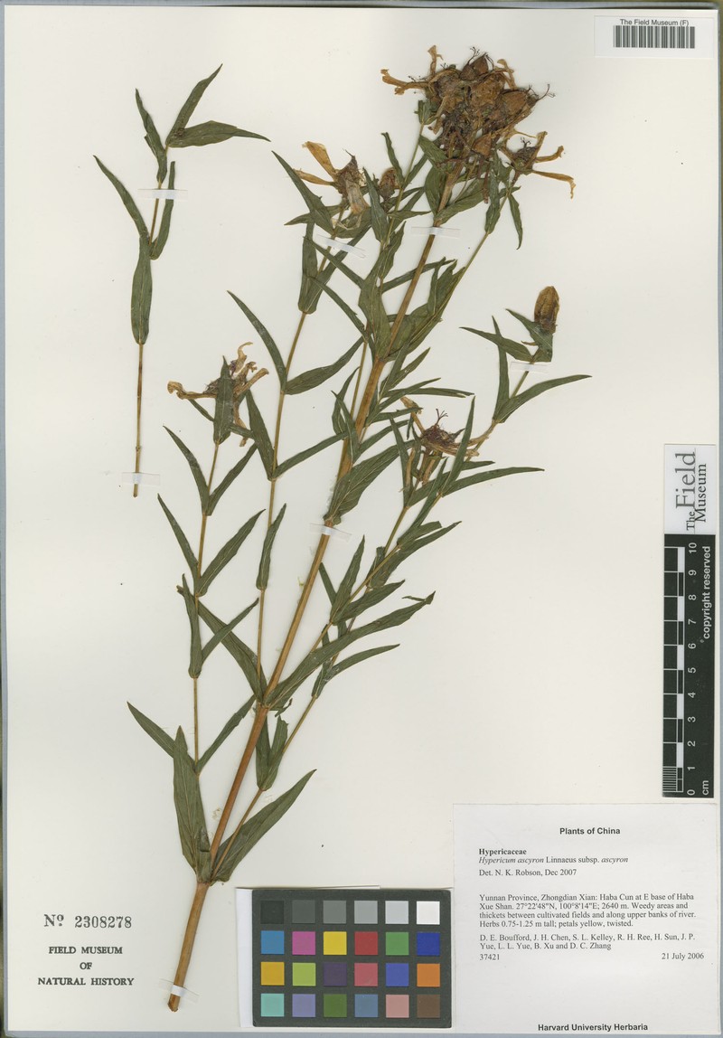 Hypericum ascyron subsp. ascyron photo 8