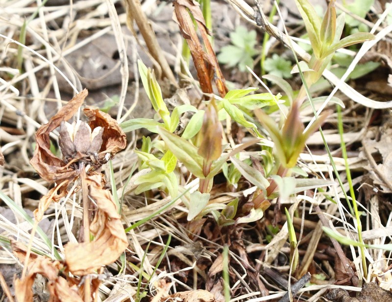 Hypericum ascyron subsp. gebleri