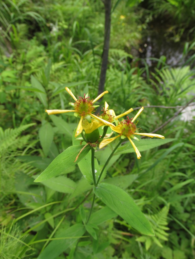 Hypericum ascyron subsp. gebleri photo 2