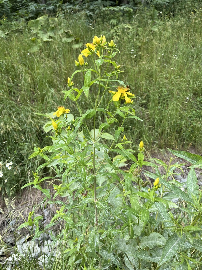Hypericum ascyron subsp. gebleri photo 3