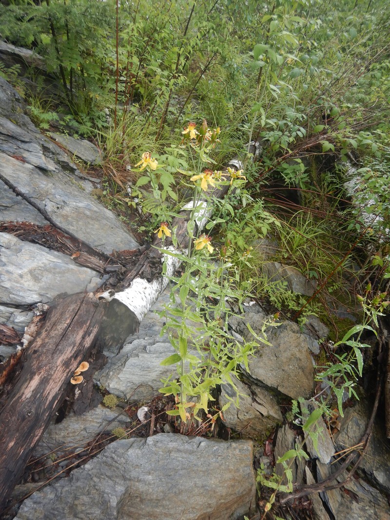 Hypericum ascyron subsp. gebleri photo 4