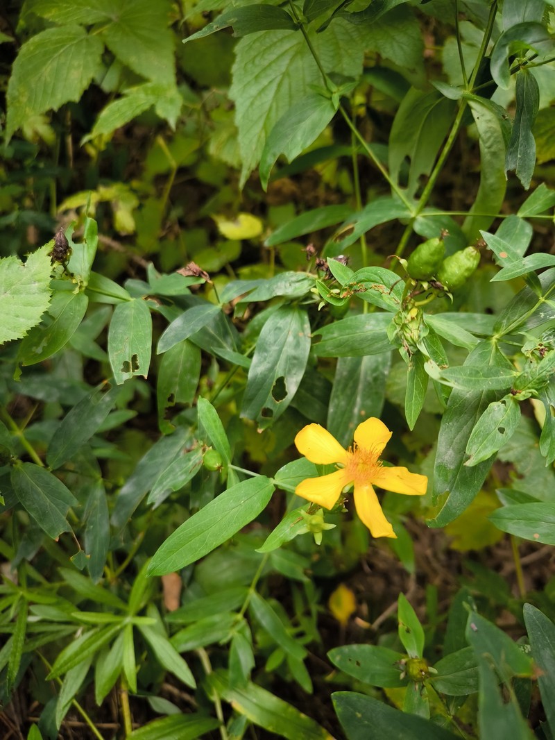 Hypericum ascyron subsp. gebleri photo 5
