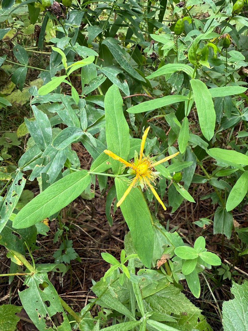 Hypericum ascyron subsp. gebleri photo 6