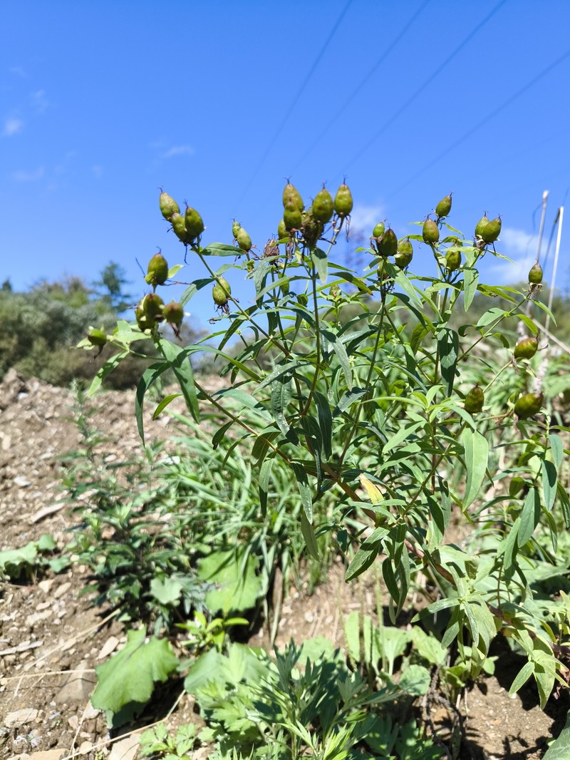 Hypericum ascyron subsp. gebleri photo 7