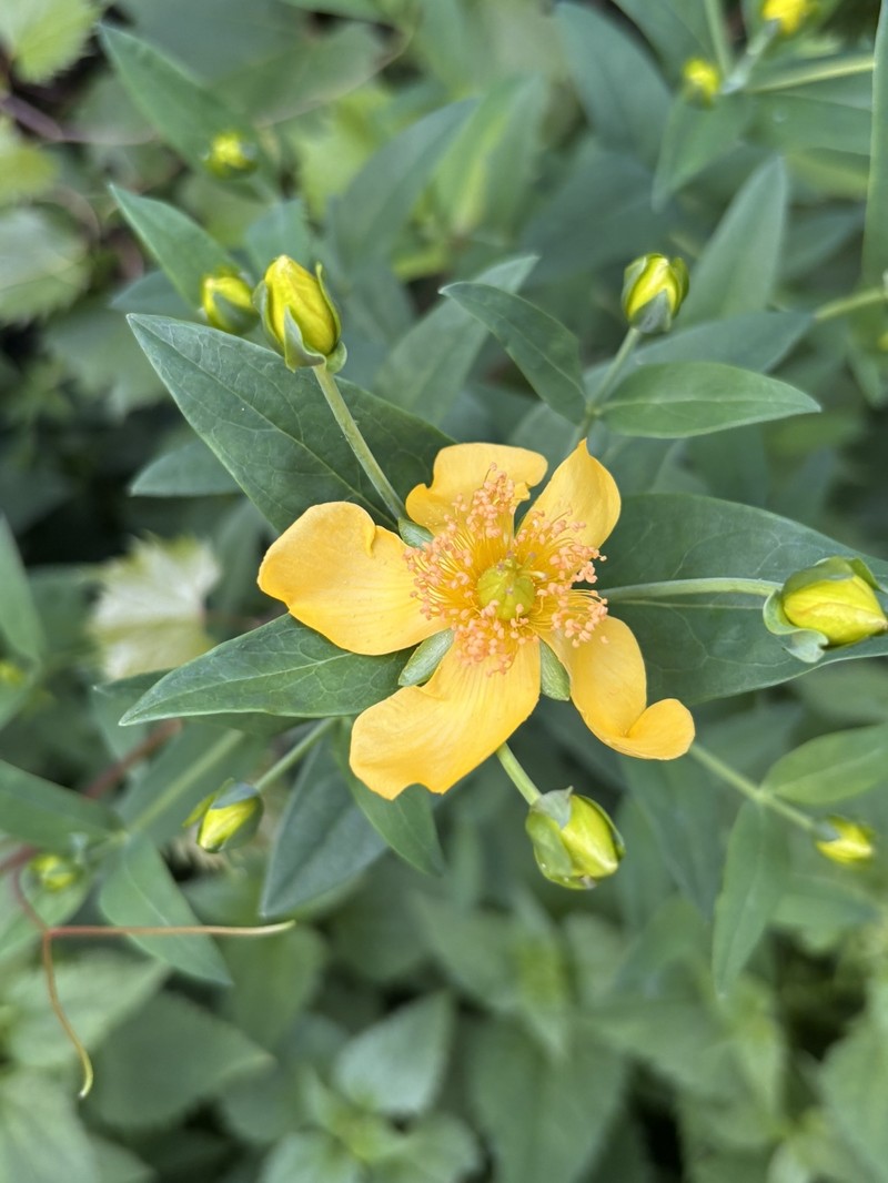 Hypericum ascyron subsp. pyramidatum photo 3