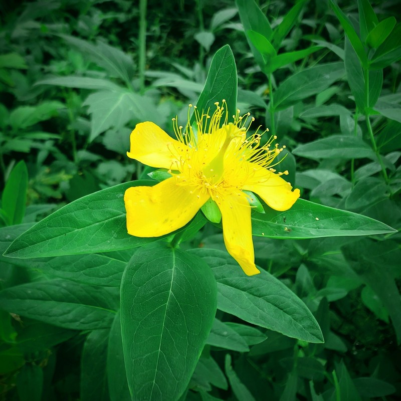 Hypericum ascyron subsp. pyramidatum photo 4
