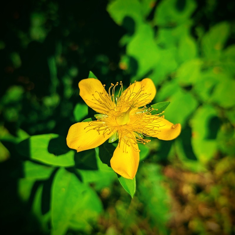Hypericum ascyron subsp. pyramidatum photo 5