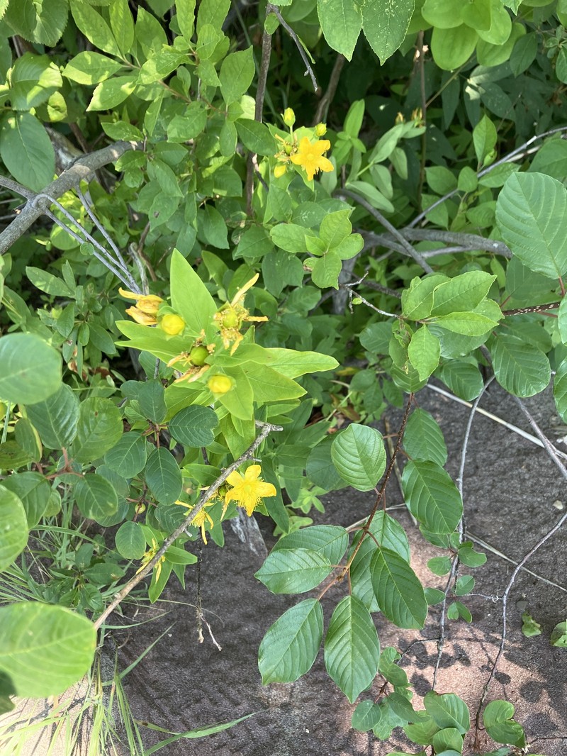 Hypericum ascyron subsp. pyramidatum photo 6