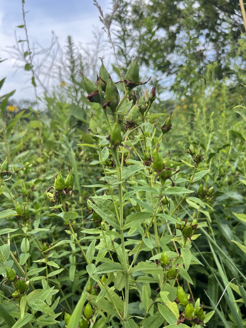 Hypericum ascyron subsp. pyramidatum photo 7