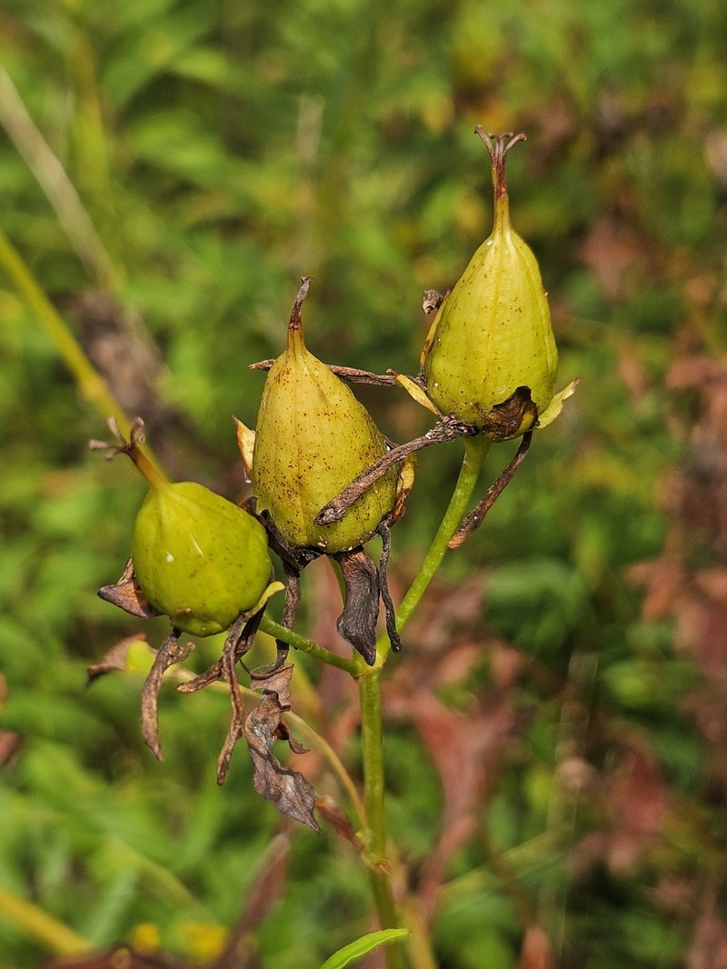 Hypericum ascyron subsp. pyramidatum photo 8