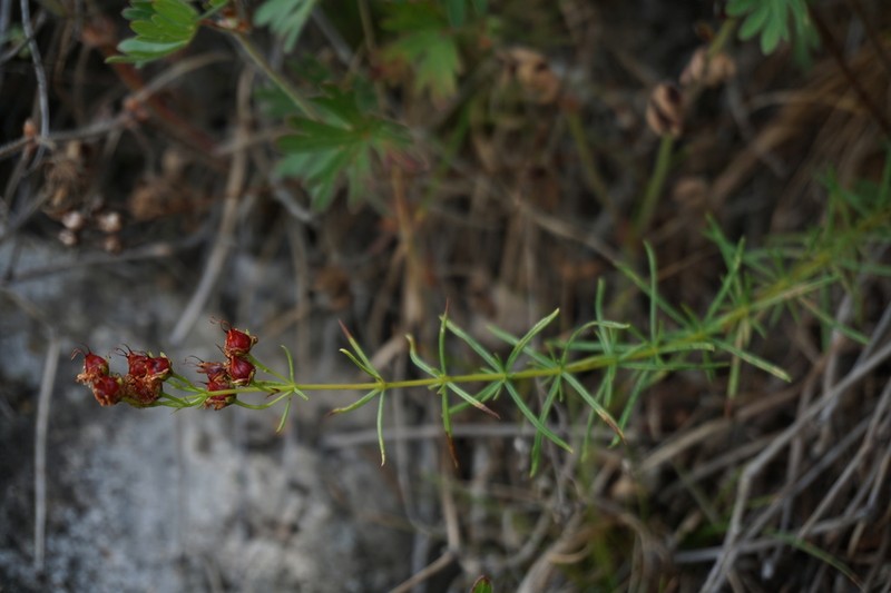 Hypericum asperuloides