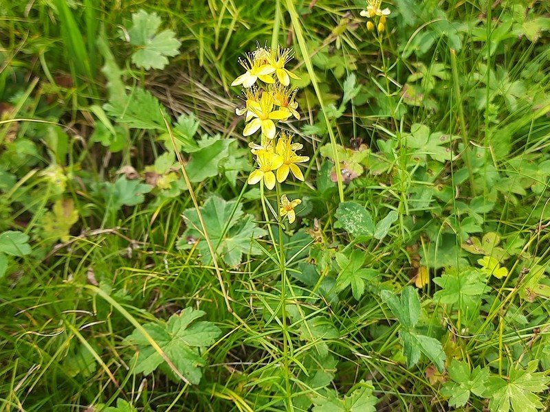 Hypericum asperuloides photo 2