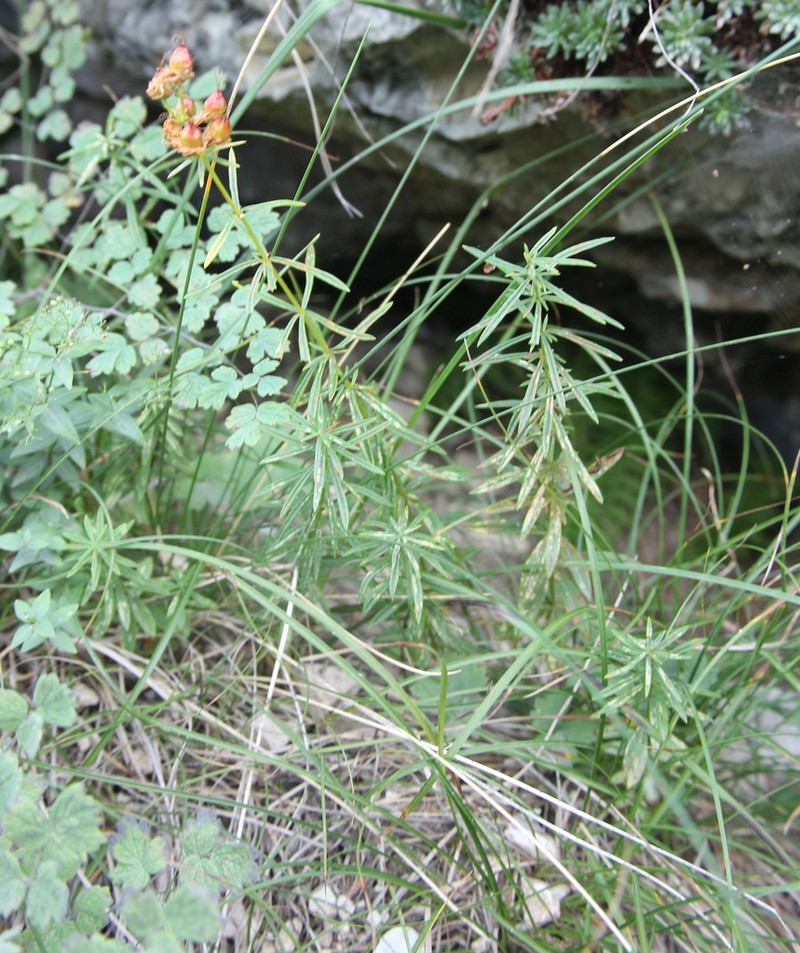 Hypericum asperuloides photo 3