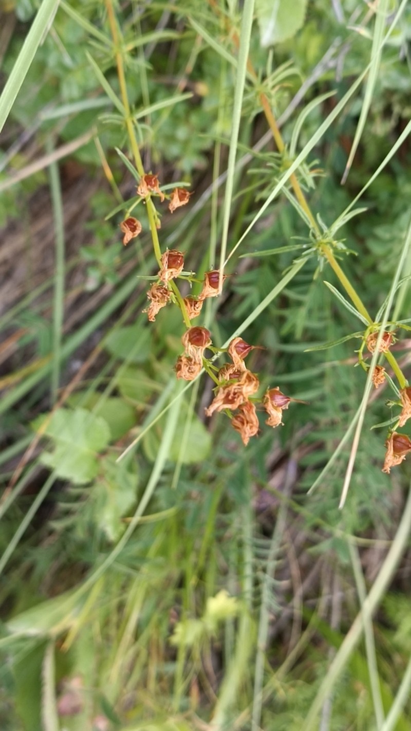 Hypericum asperuloides photo 4