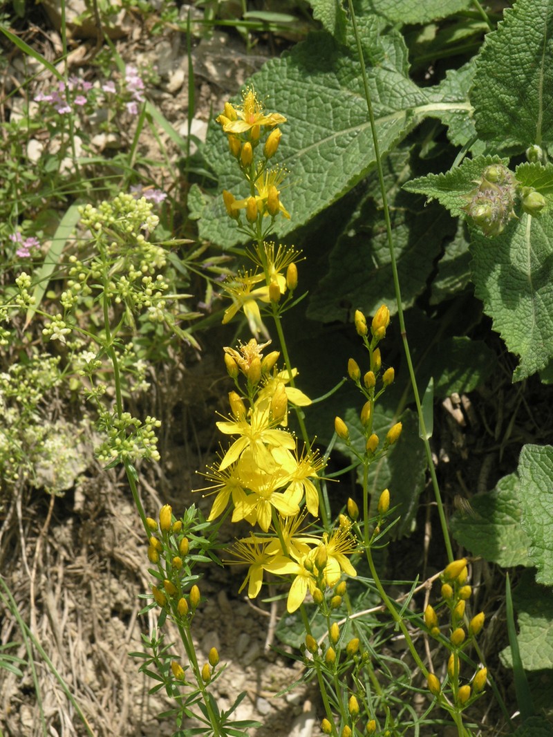 Hypericum asperuloides photo 5