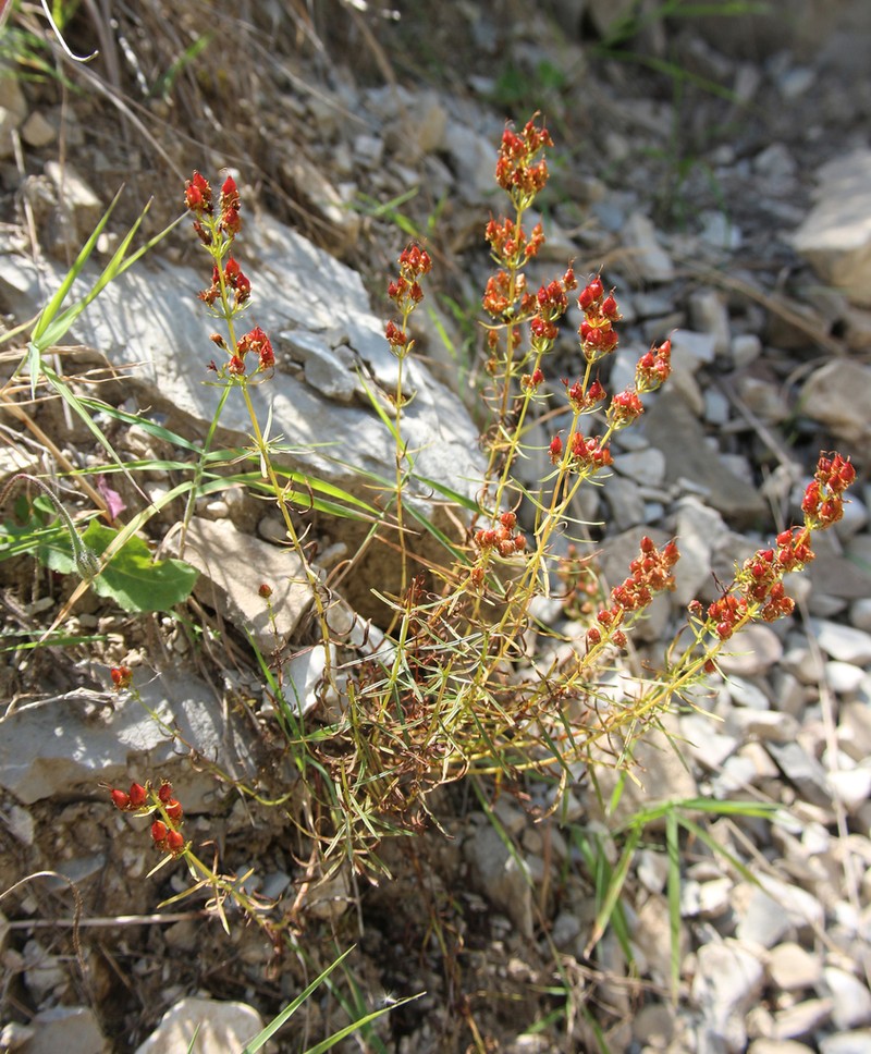 Hypericum asperuloides photo 6